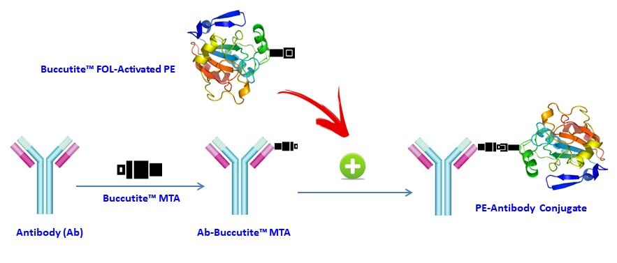 <p>Our preactivated PE was premodified with our Buccutite™ FOL (provided). Your antibody (or other proteins) is modified with our Buccutite™ MTA (provided as free sample) to give MTA-modified protein (such as antibody). The MTA-modified protein readily reacts with FOL-modified PE (provided) to give the desired PE-antibody conjugate in much higher yield than the SMCC chemistry. In addition our preactivated PE reacts with MTA-modified biopolymers at much lower concentrations than the SMCC chemistry.</p>