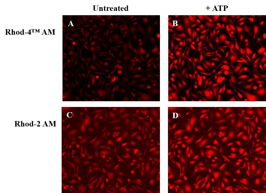 ATP-stimulated calcium responses of endogenous P2Y receptors were measured in CHO-K1 cells with Rhod-4™ AM (Cat# 21120) and Rhod-2 AM (Cat# 21064). CHO-K1 cells were seeded overnight at 50,000 cells/100 µL/well in a Costar 96-well black wall/clear bottom plate. The growth medium was removed, and the cells were incubated with 100 µL of dye loading solution using Rhod-4™ AM (4 µM, A and B) or Rhod-2 AM (4 µM, C and D) for 1 hour in a 37 °C, 5% CO2 incubator. The staining solution was replaced with 200 µL HHBS, then the cells were imaged before (A and C) and after (B and D) ATP treatment with a fluorescence microscope (Olympus IX71) using TRITC channel.