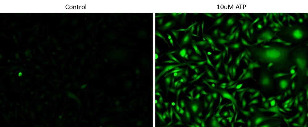 ATP dose response was measured in CHO-M1 cells with Cal-520 ™AM. CHO-M1 cells were seeded overnight at 50,000 cells/100 µL/well in a 96-well black wall/clear bottom costar plate. 100 µL of 10ug/ml Cal-520 ™AM in HH Buffer with 1X Phenol Red Plus™ cell staining buffer was added and incubated for 60 min at 37oC. ATP (50µL/well) was added to achieve the final indicated concentrations.