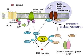 Screen Quest™ Live Cell cAMP Assay principle.