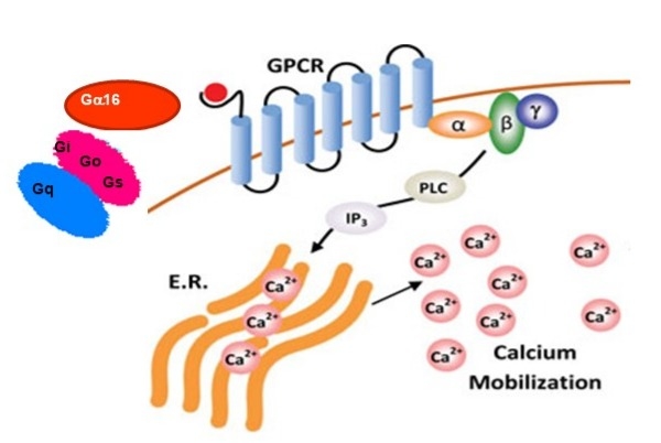 Screen Quest™ Live Cell Chemokine (CC) receptor CCR5 cAMP assay principle