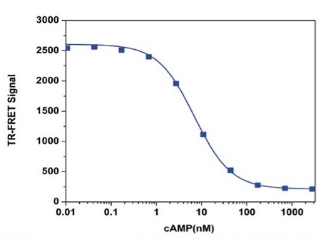 cAMP does response was measured with Screen Quest™ TR-FRET No Wash cAMP Assay Kit (Cat #36379) and fluorescence was measured on CLARIOstar microplate reader (BMG Labtech). The assay demonstrated a detection sensitivity as low as 1 nM cAMP.