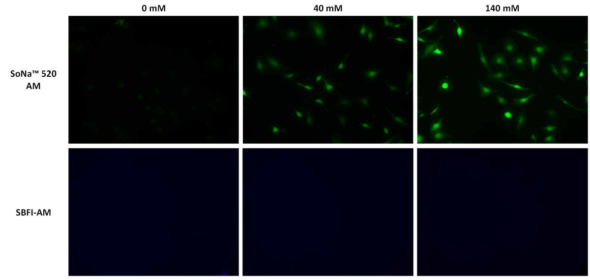 Response of Gramicidin A (10 µM) with varying sodium ion concentrations in HeLa cells. HeLa cells were seeded overnight at 40,000 cells/100 µL/well in a 96-well Costar plate. 100 µL of SoNa™ 520 AM or SBFI-AM in HHBS with 0.02% PF-127 was added, and cells were incubated at 37 °C for 1 hour. Dye-loading mediums were replaced with 100 µL HHBS containing Gramicidin A (0, 40, and 140 mM sodium ions). After 30 minutes, images were captured using a fluorescence microscope (Olympus IX71) with the FITC channel.