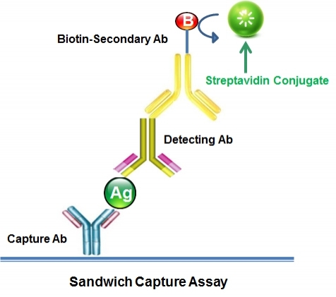 ELISA Assays with streptavidin conjugates