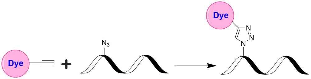 <p>Click chemistry is a method for attaching a probe or substrate of interest to a specific biomolecule, a process called bioconjugation. The possibility of attaching fluorophores and other reporter molecules has made click chemistry a very powerful tool for identifying, locating, and characterizing both old and new biomolecules. The classic click reaction is the copper-catalyzed reaction of an azide with an alkyne to form a 5-membered heteroatom ring, this reaction is commonly called Cu(I)-Catalyzed Azide-Alkyne Cycloaddition (CuAAC).</p>
