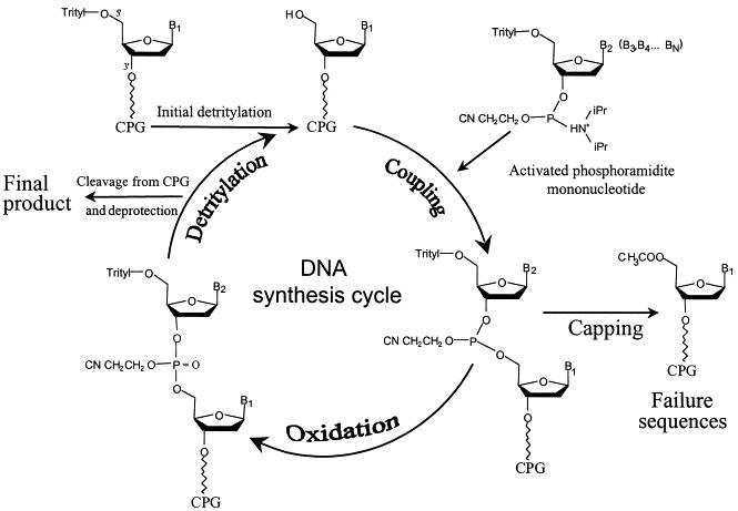 <div id="popContentContainer">
<div id="popContent" class="foreBG">
<p>Oligonucleotide synthesis is carried out by a stepwise addition of nucleotide residues to the 5'-terminus of the growing chain until the desired sequence is assembled. Each addition is referred to as a synthetic cycle and consists of four chemical reactions: d<span class="mw-headline">e-blocking (detritylation)</span>, coupling, capping and oxidation.</p>
</div>
</div>