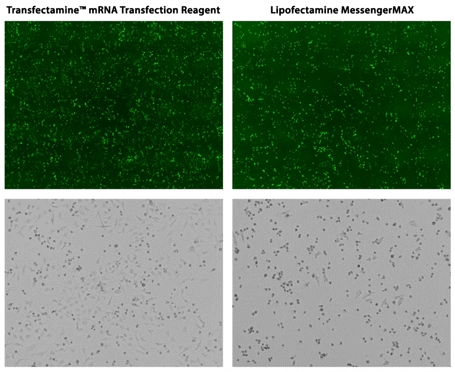 Transfection efficiency comparison (Upper panel) and cellular toxicity comparison (Bottom panel) in HeLa cells. HeLa cells were cultured in a 6-well plate to ~90% confluency. 2.5 µg of mRNA was transfected with Lipofectamine MessengerMAX and Transfectamine™ mRNA Transfection Reagent, respectively. Images were taken 18 hours after the transfection using a fluorescent microscope with the FITC channel (Upper panel). Although transfection efficiency was similar for Lipofectamine MessengerMAX and Transfectamine™ mRNA Transfection Reagent, most Lipofectamine MessengerMAX transfected samples were scrambled, whereas cells transfected with Transfectamine™ mRNA Transfection Reagent looked much healthier (bottom panel).