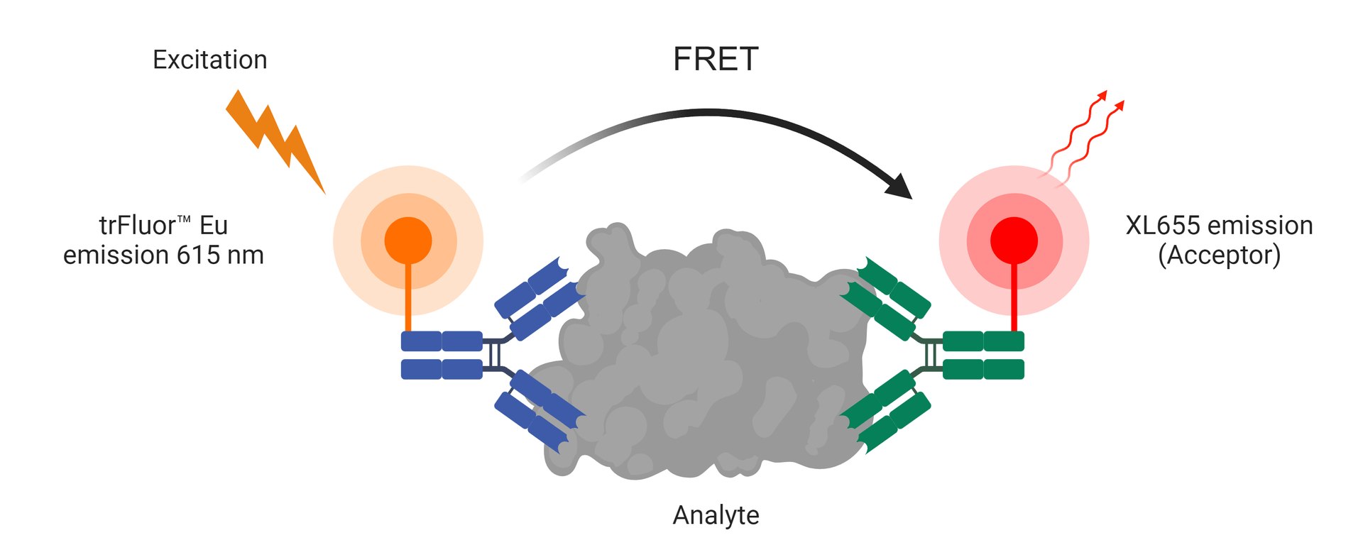 trFluor™ Eu Acceptor XL665 is an excellent replacement for the D2 acceptor that can be readily pair with Eu-labeled probes (such as TR Fluor™ Eu) for developing TR-FRET assays. TR-FRET assays are much more sensitive than the regular FRET assays that suffer serve interference caused by the naturally fluorescent compounds present in cells, serum or other biological fluids. The use of long-lived fluorophores combined with time-resolved detection (a delay between excitation and emission detection) minimizes prompt fluorescence interferences.