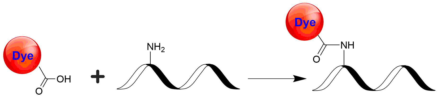XFD647 acid is the same molecule to the Alexa Fluor® 647 acid. It is a cyanine dye with bright red-fluorescence optimal for labeling antibodies. It has the identical spectra to Cy5 dye.