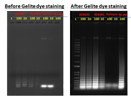 LAMP vs. BRCA primers